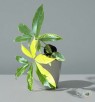 philodendron-goeldii-variegated-sale-houseplants