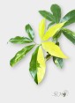 philodendron-goeldii-variegated-sale-houseplants