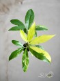philodendron-goeldii-variegated-sale-houseplants