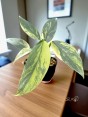 Variegated Foliage – Shimmering Silver Tones Glossy leaves under natural light.