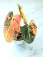 Close-up of Philodendron Melano Orange Variegated leaf showing warm orange-cream variegation