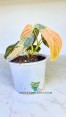 Healthy roots of Philodendron Melano Orange Variegated from BK Interplants Thailand