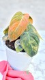 Rare collector Philodendron Melano Orange Variegated – premium hybrid aroid for indoor display