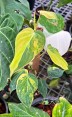 Philodendron Micans Variegated – Collector Plant  Image 3
