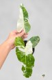 Philodendron Paraiso Verde Albo Variegated plant with prominent white variegation in a pot