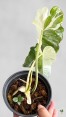 Healthy Philodendron Paraiso Verde Albo Variegated specimen with new leaf emerging
