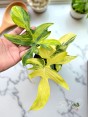 Philodendron Pedatum Aurea Variegated – 5 Inch Pot Front View