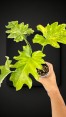 Philodendron Selloum Variegated / Thaumatophyllum bipinnatifidum Size S