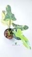 Close-up of Philodendron Violin Leaf with Variegation Patterns