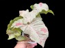 Syngonium Milk Confetti