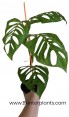 Monstera Esqueleto
