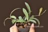 Hoya Sigilatis Variegated