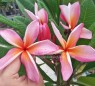 Plumeria 