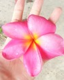 Plumeria 