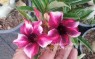 Adenium 