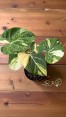 Philodendron Albo Gloriosum Tricolor – Houseplant of Variegated Leaves