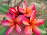 Plumeria 