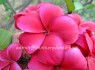 Plumeria 