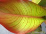 Heliconia 