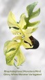 Rhaphidophora Ginny White Monster Variegated
