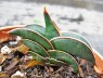 Sansevieria 
