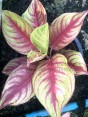 AGLAONEMA 