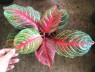 AGLAONEMA 