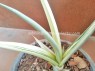 Sansevieria 