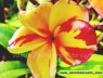 Plumeria 