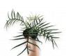 Philodendron Tortum 