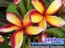 Plumeria 