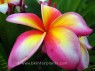 Plumeria 