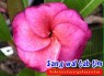 Plumeria 
