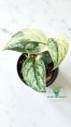 Wholesale Scindapsus Mayari Variegated – 5 Plants Pack