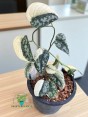 Scindapsus Mayari Variegated