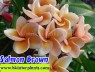 Plumeria 
