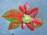 AGLAONEMA 