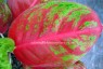 AGLAONEMA 