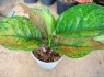 AGLAONEMA 