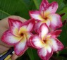 Plumeria 