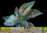 AGLAONEMA 