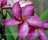 Plumeria 