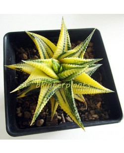 Haworthia limifora Yellow Variegata