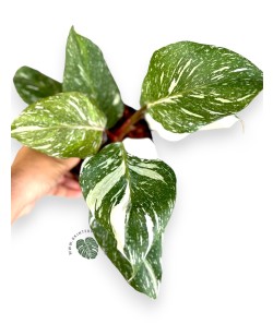 Philodendron White Knight Marble Variegated Size L