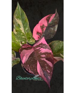 Philodendron Pink Princess Marble King
