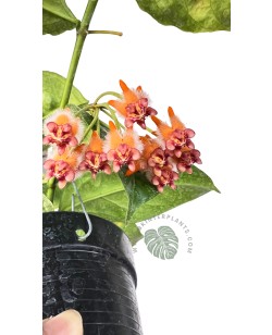 Hoya Praetorii