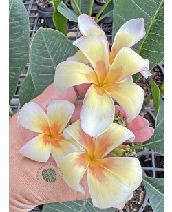 Plumeria Morning Star