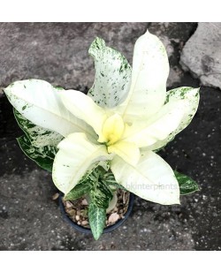 ADENIUM "Super White"