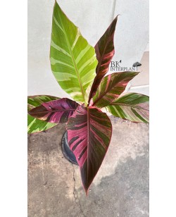 Musa Nono Variegated