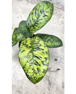 Homalomena Camouflage Wallisii Variegated